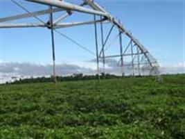 Uso adequado da irrigação pode garantir aumento de produtividade