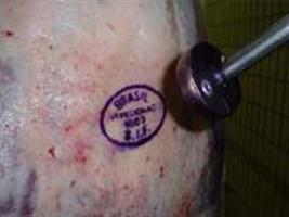 Brasil exportou mais carne bovina salgada em 2011