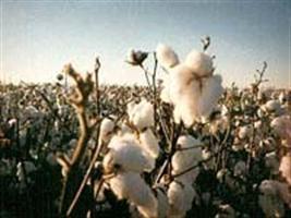 Produtores já podem iniciar o plantio de algodão em MT