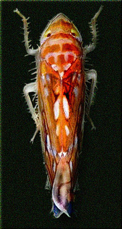 Scaphoideus titanus (50x).