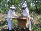 Codevasf investe em apicultura